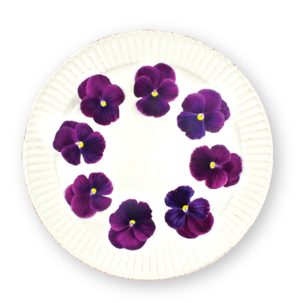 Pansy Flowers Purple Spectrum Plating