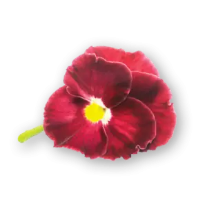 Pansy Flowers Red Spectrum Close Up