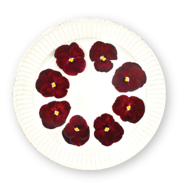 Pansy Flowers Red Spectrum Plating