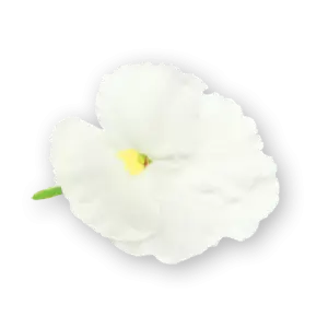Pansy Flowers White Spectrum Close Up
