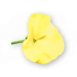 Pansy Flowers Yellow Spectrum Close Up