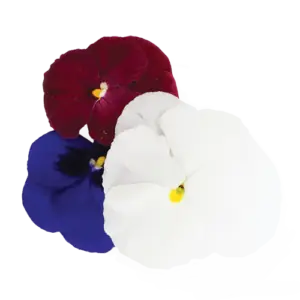 Pansy Holiday Flowers Mix Close up