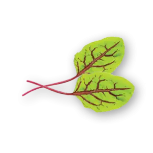 Red Veined Sorrel Close Up