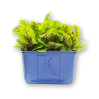 Red Veined Sorrel Cress