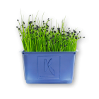 Rock Chives Cress