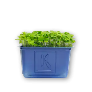 Rucola Cress Close Up