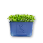Rucola Cress width=