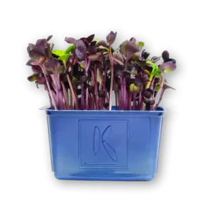 Sakura Cress Close Up