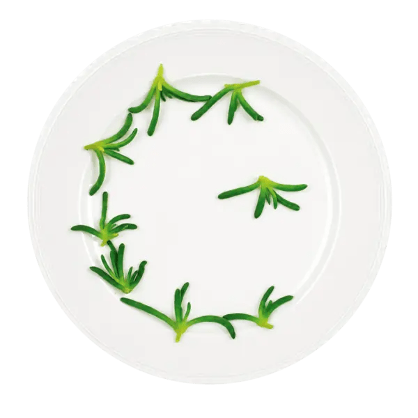 salty-fingers-plate-transparent