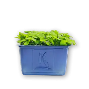 Shiso Green Cress Close Up