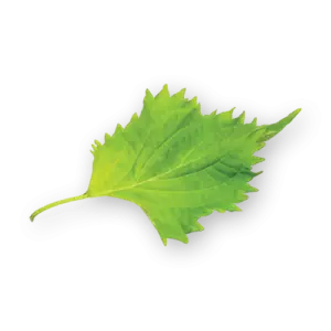 Shiso Leaves Green Close Up
