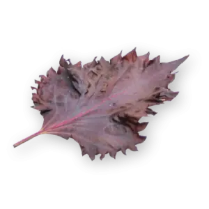 Shiso Leaves Purple Close Up