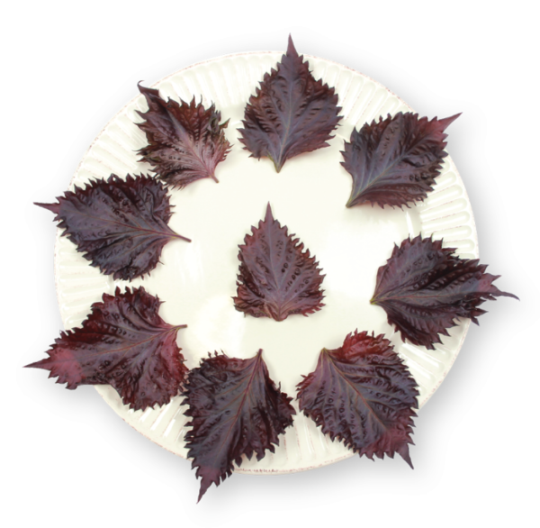 Shiso Leaves Purple Plating