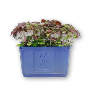 Shiso Purple Cress Close Up