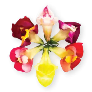 Snapdragon Blossoms Close Up