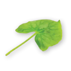 Syrha Leaves Close Up