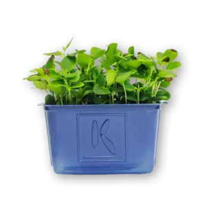Tahoon Cress Close Up