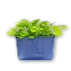 Upland Cress