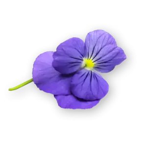 Viola Blue Close Up