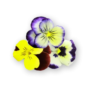 Viola Cornabria Blossoms Close Up