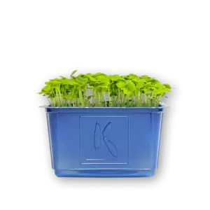 Wasabi Cress Close Up