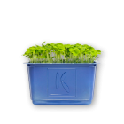 Wasabi Cress