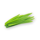 Wheatgrass