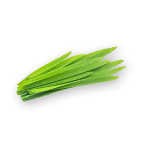 Wheatgrass Close Up