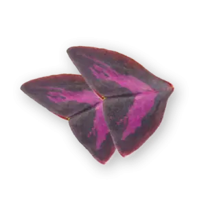 Yka Leaves Close Up