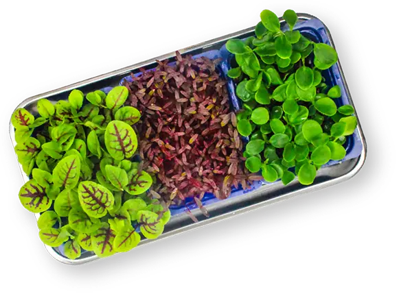 Living Microgreens