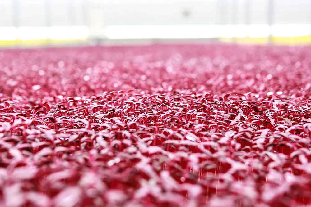 The Marvelous Microgreens At Flavour Fields