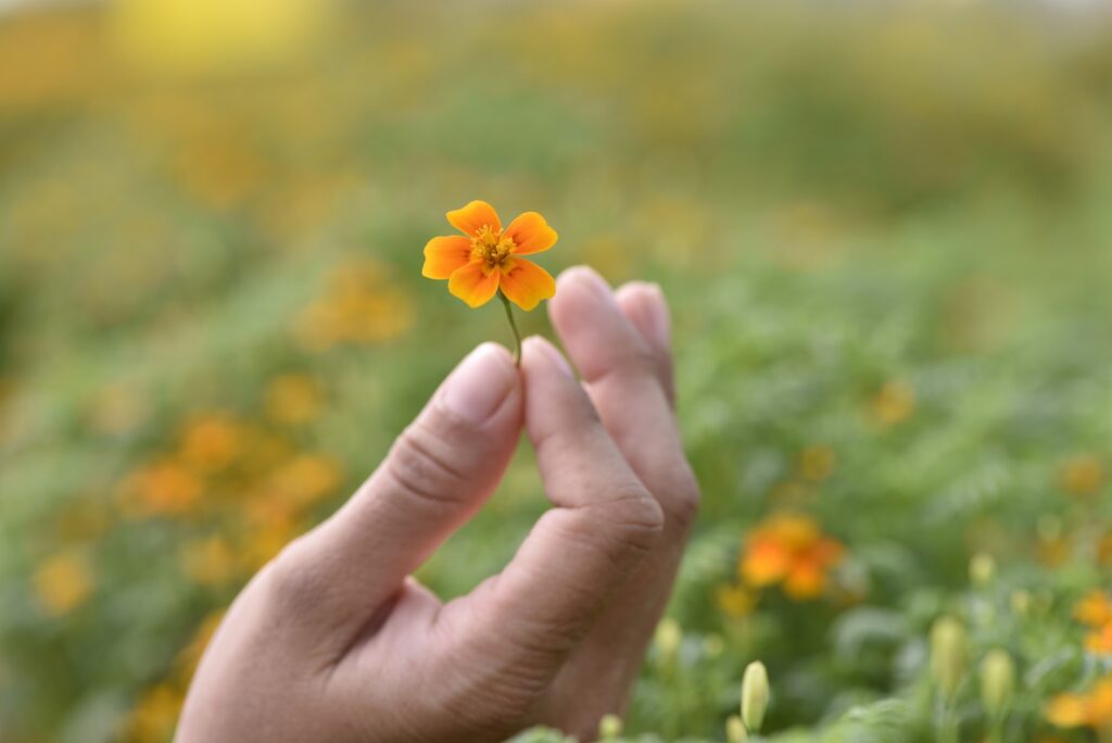 Honey, we’ve shrunk the Marigolds!