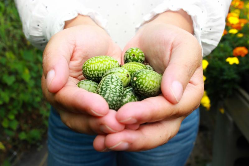 You’ll never believe this, but something crazy is growing in Riverhead, New York