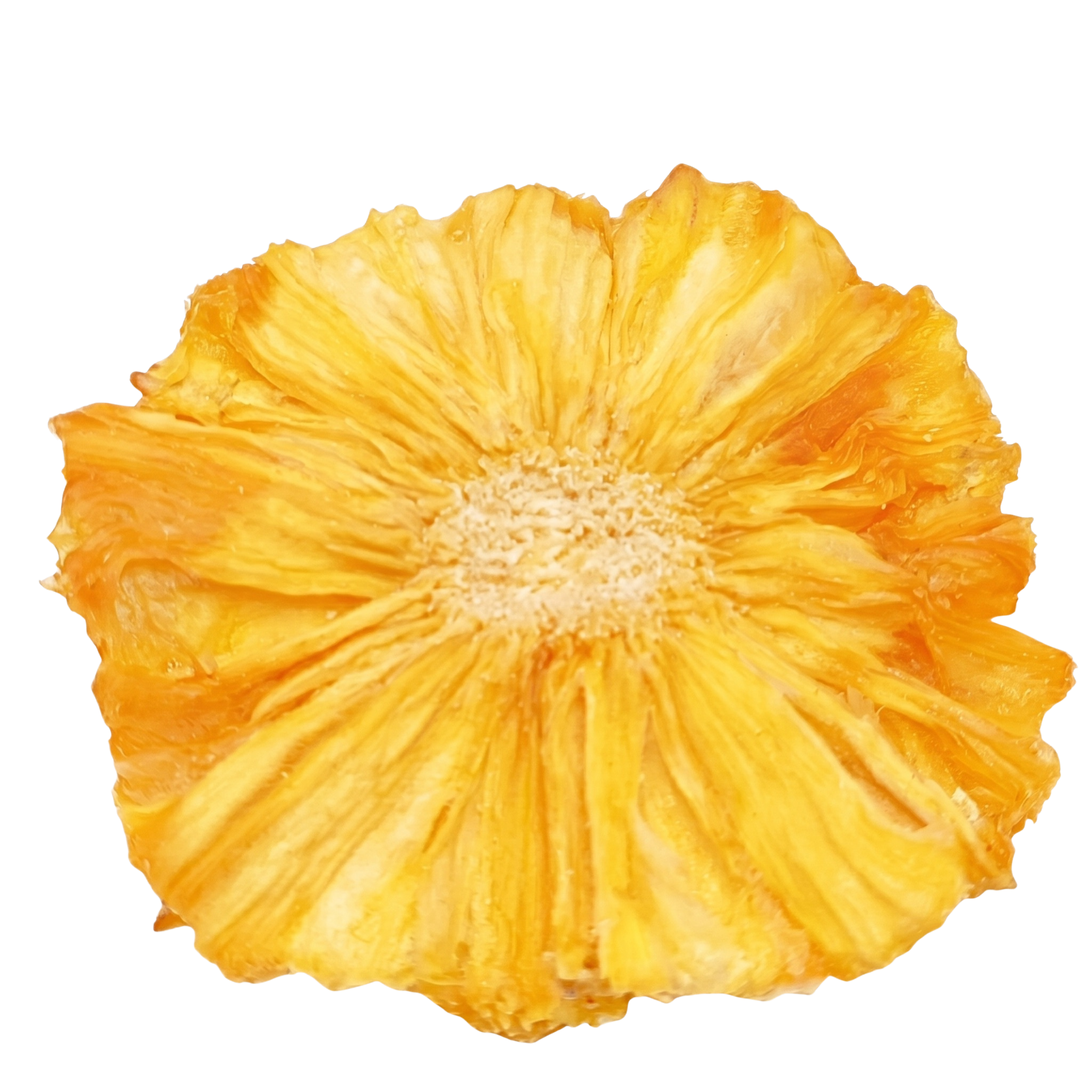Pineapple Slice Dehydrated transparent