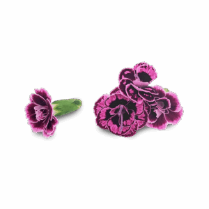 Close-up of Micro Pink Dianthus – vibrant fuchsia edible flowers grown in Long Island, NY for NYC restaurants