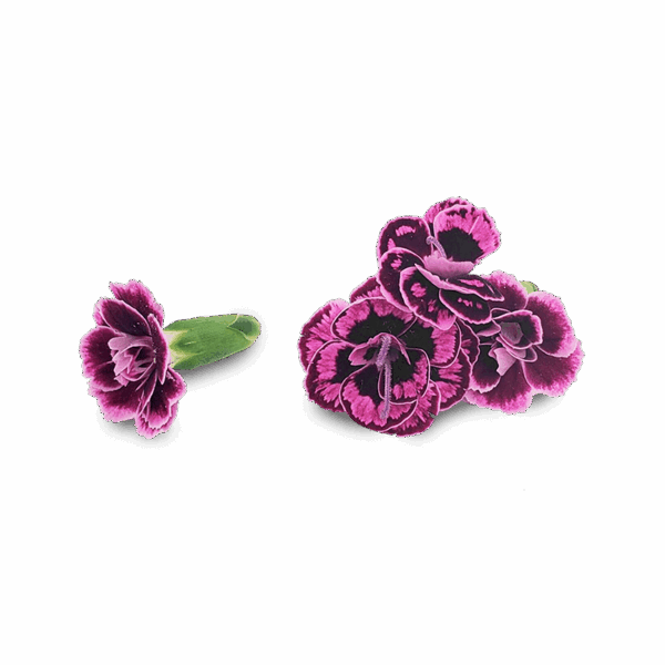 Close-up of Micro Pink Dianthus – vibrant fuchsia edible flowers grown in Long Island, NY for NYC restaurants