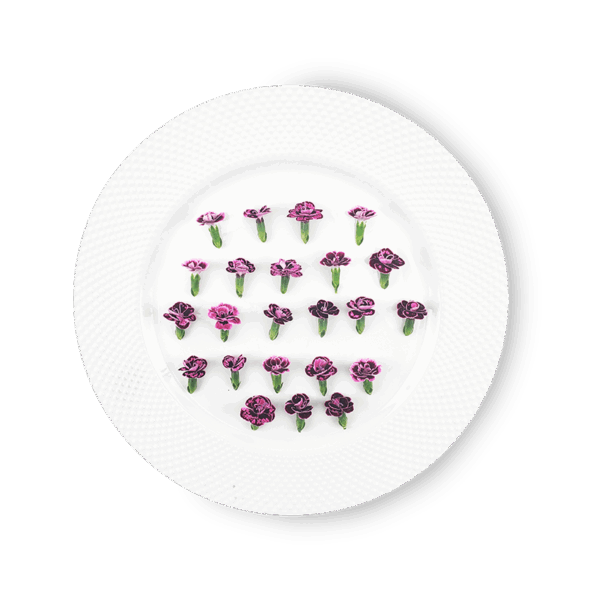 Micro Pink Dianthus edible flowers from Long Island, NY – bold fuchsia garnish for dining plating
