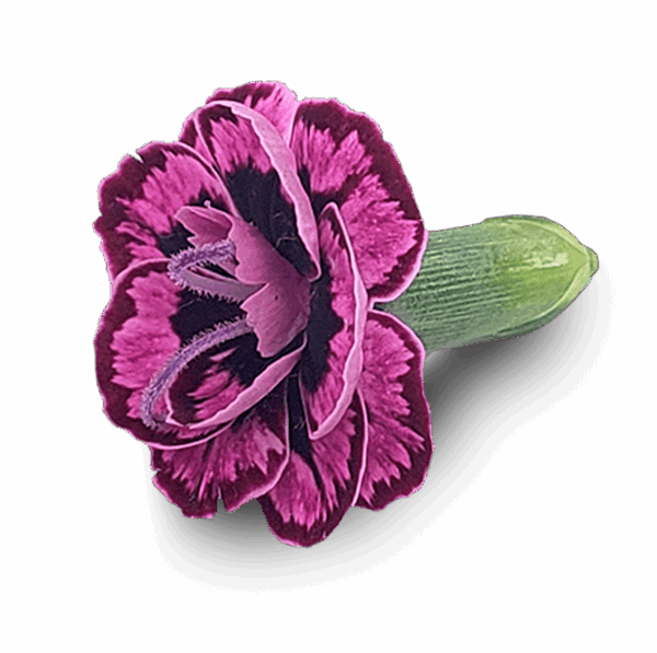 Edible flower Micro Pink Dianthus with fuchsia petals and clove-like aroma, grown by Flavour Fields.