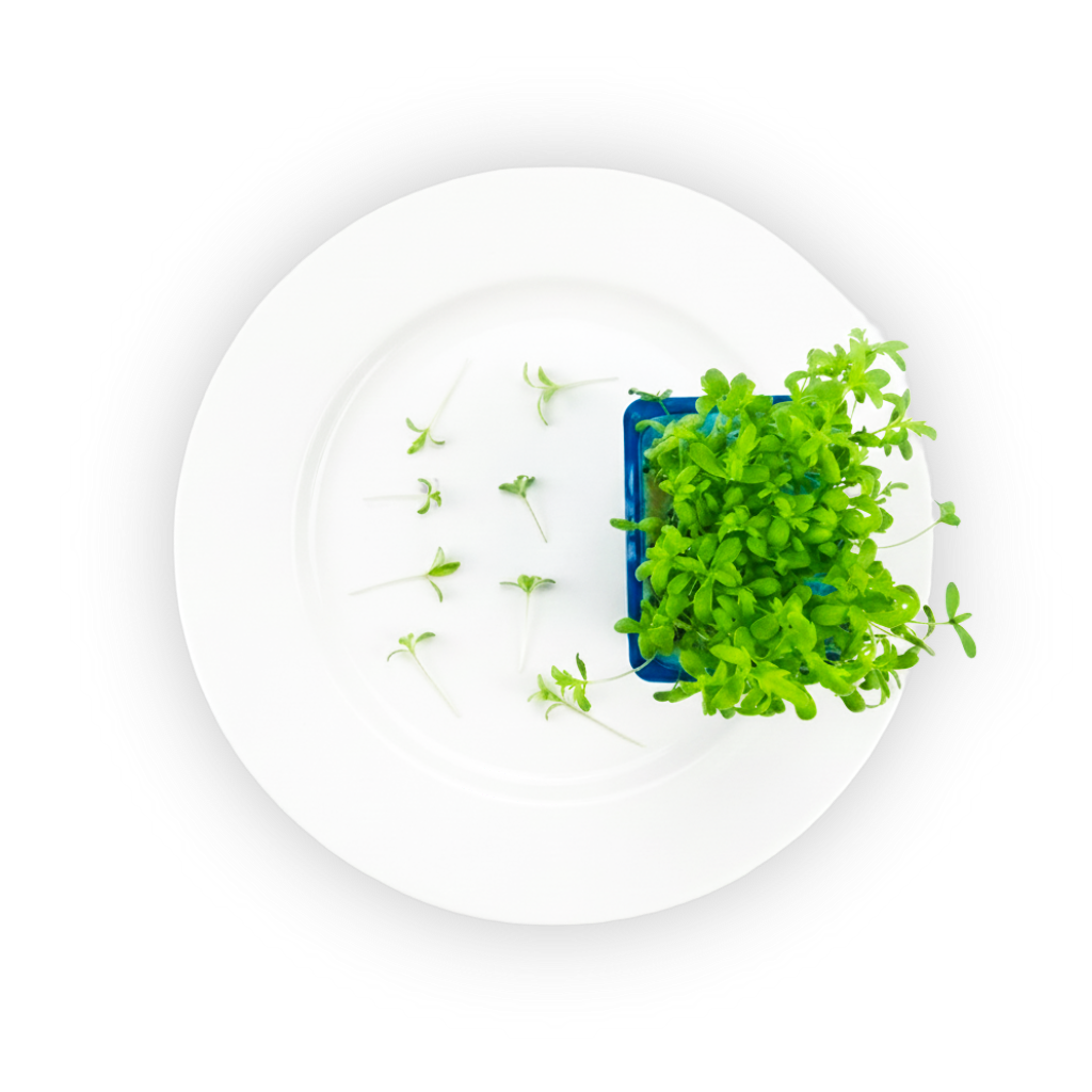 Shungiku Cress with shadow