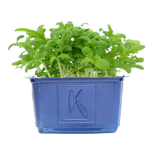 Shungiku Cress