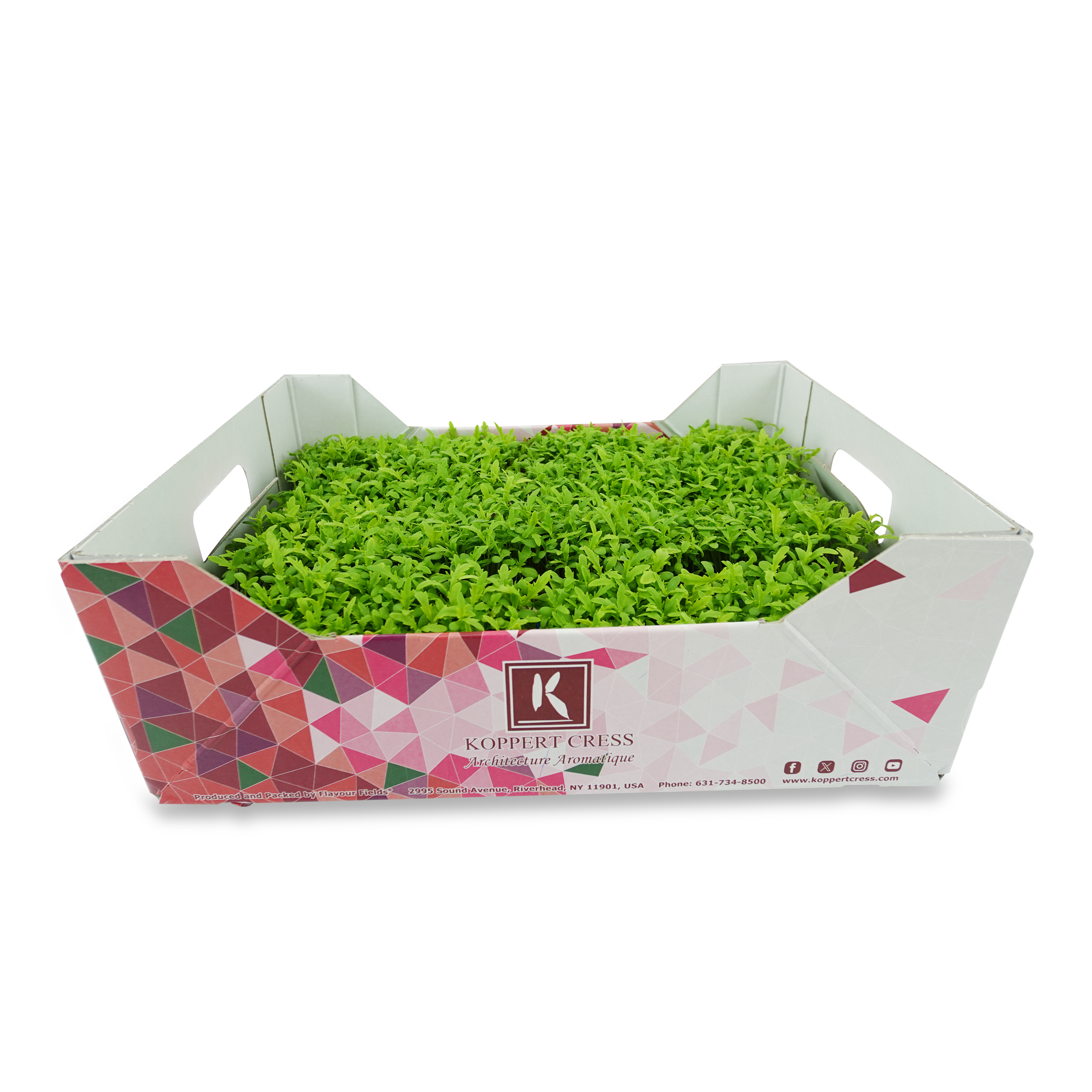 Shungiku cress side view